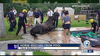 Horse rescued after falling into swimming pool
