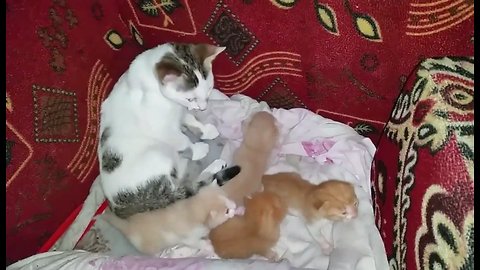 a babysitter cat that protects these little brothers