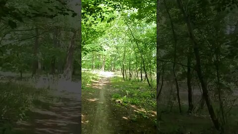 BANEASA Forest ride, Bucharest - Ilfov | 4k Virtual Tour | #shorts