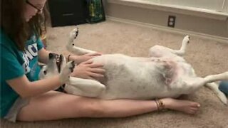 Cão relaxa ao receber massagem da dona