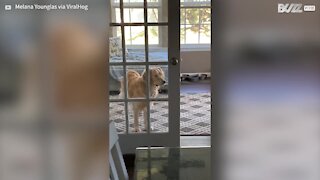 Dog gets "stuck" behind open door