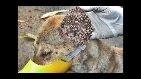 Removing 10000+ Ticks From Poor Bone and Skin Dogs | Rescue Dog Ticks