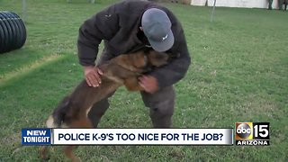 Training police K9s: Can dogs be too nice?