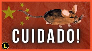 O RATO chinês está DE VOLTA!