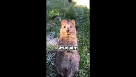 Introducing the Quokka the World Happiest Animal🌎