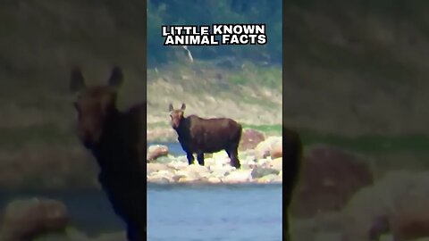 Moose in Water: Astounding Aquatic Abilities Revealed!