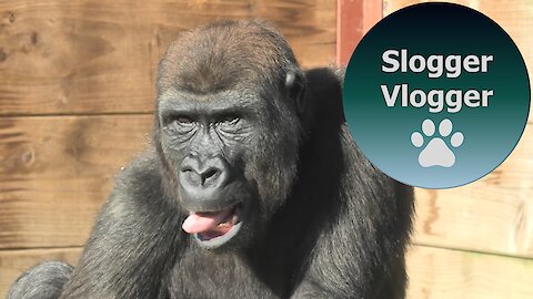 Gorilla Lope Showing His Tongue