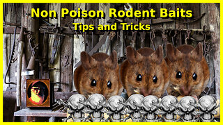 Non Poison Rodent baiting and techniques