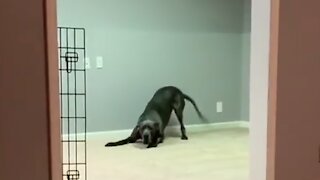 Excited Great Dane gets intense case of the zoomies