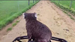 Tired Koala hitches a ride on a dirt bike