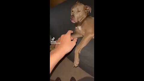 Funny_dogs_to_make_your_day_better_#relaxmydog_#funny_#dogs_#funnydogs_#compilation(240p)