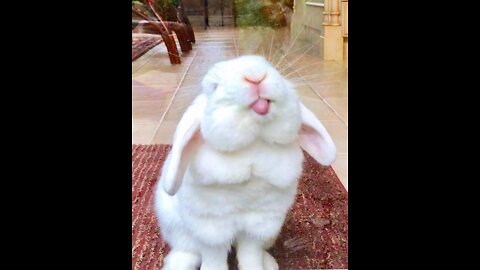 Cute bunny funny bunny rabbit 🐇 beautiful rabbit animals video