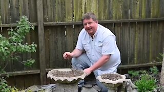 Do this to prevent mosquitoes from hatching in your yard