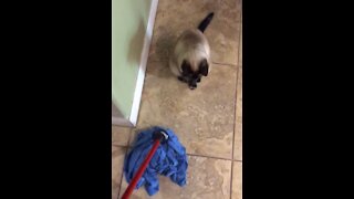 Cat scared by mop