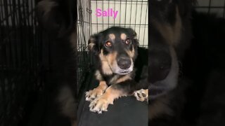 [Shorts 0122] SALLY [#dogs #doggos #doggies #puppies #dogdaycare]