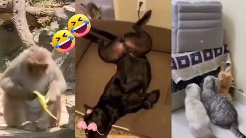 Cute Cats and Dogs funny videos Compilation | Animals funny videos #cute #pets #funny