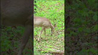 Deer on the Trail