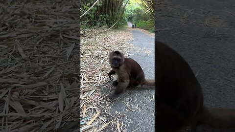 THIS Monkey likes NO selfies! 😯 #shorts