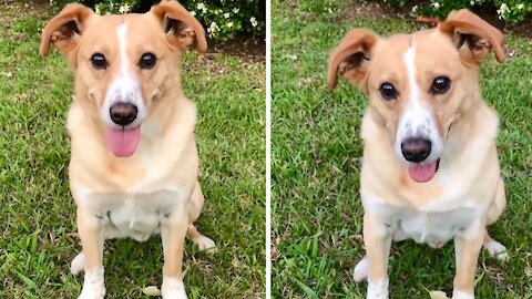 Crazy Australian Dog Wants Kangaroo Tail For Dinner