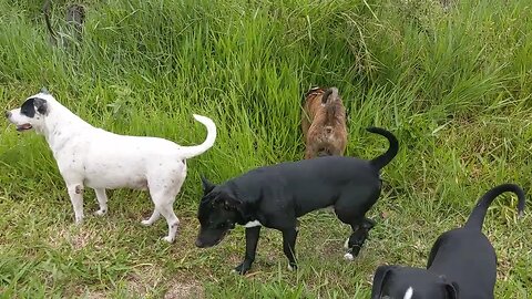 A Quick Walk with The Pack