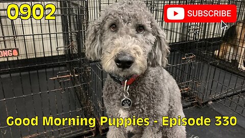 [0902] GOOD MORNING PUPPIES - EPISODE 330 [#dogs #doggos #doggos #puppies #dogdaycare]