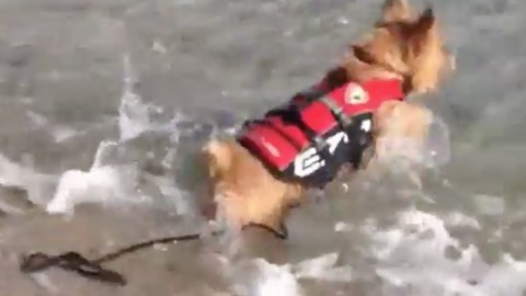 Puppy Rushes to Shore Baywatch Style