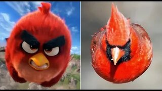 angry bird dictator