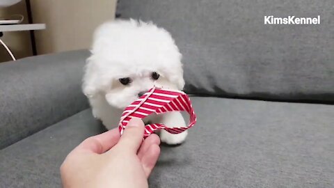 Puppy play time teacup bichon frise (Teacup puppies)