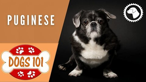 Dogs 101 - PUGINESE - Top Dog Facts about the PUGINESE | DOG BREEDS 🐶 #BrooklynsCorner