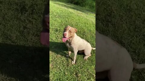 Pit bull trained with rewards