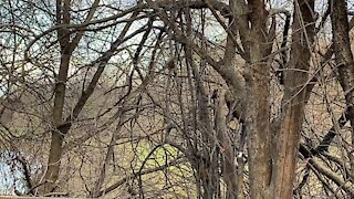 Cardinal female in the trees