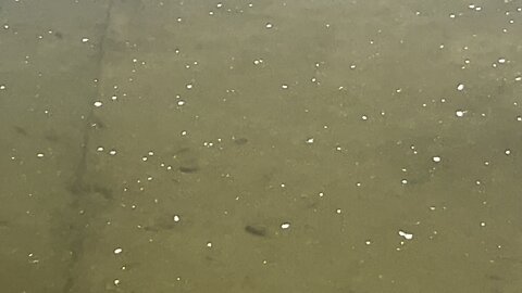 More minnows Humber River