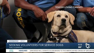 Seeking volunteers for service dogs