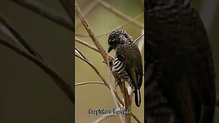 Aves del #uruguay: Carpintero Barrado