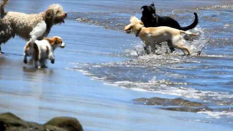 Funny doggies on the beach