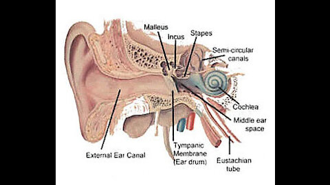 Ringing in the ears - Tinnitus : Symptoms, causes, types, treatment