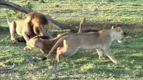 Male Lions Aggressively Attack Females During Feeding Time