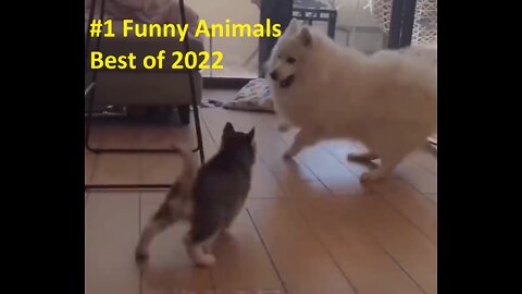 Funniest Dogs And Cats - Best Of The 2022 Funny Animal Videos
