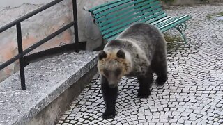 Tourist Has Scary Close Encounter With Bear In Italy