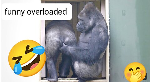 funny gorilla couple make the most funniest day ever 🤣🤣 🤣#support
