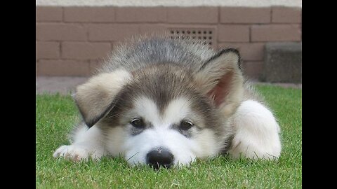 Baby Alaskan Malamute Cutest and Funniest Moments