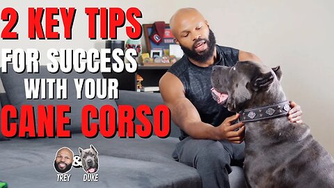 2 Key Tips For Success With Your Cane Corso