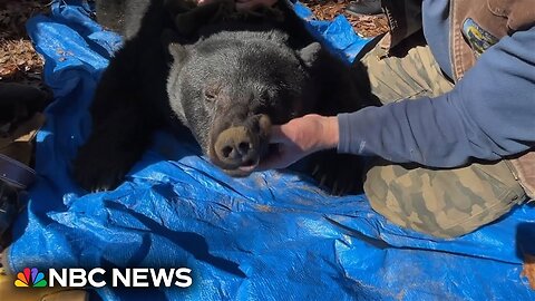 Man seriously injured by grizzly bear protecting her cub in Wyoming