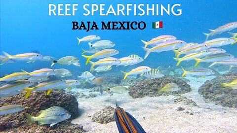 Spearfishing REEF Fish in Remote BAJA MEXICO! SEA of CORTEZ