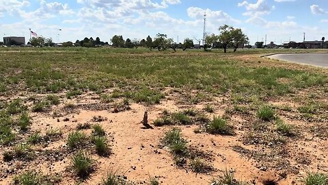 Checking out a ground squirrel