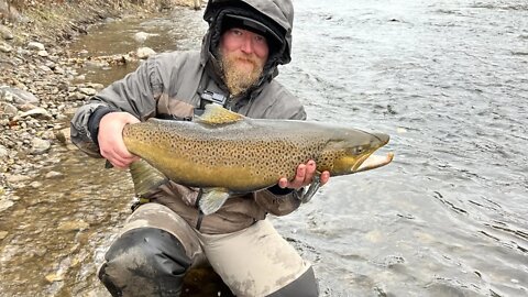 Big Brown Trout Caught and Released #shorts #trout #troutfishing #browntrout #browntroutfishing