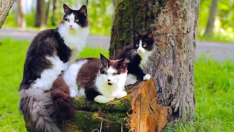 Maine Coon family on a walk.