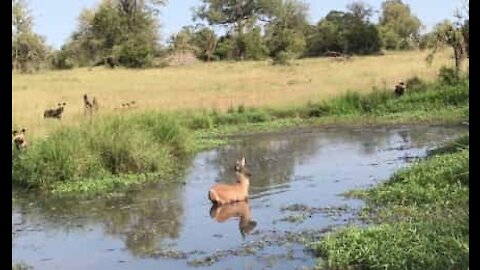 Cucciolo di antilope riesce a salvarsi rifugiandosi in un lago