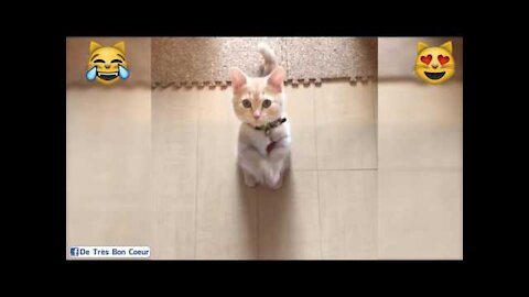 Little cat dancing it's so funny