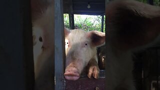 Peppah pig says hello